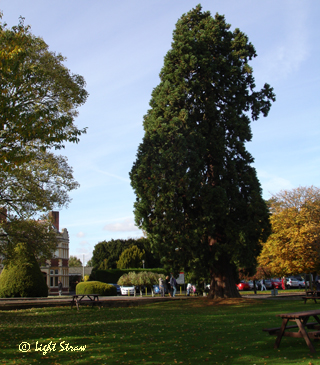 One of the remaining tall trees